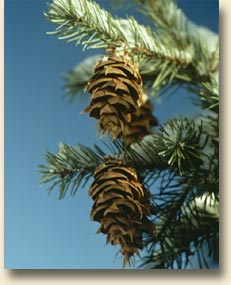 Douglas-Fir Cones