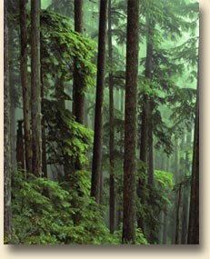 Hemlock Forest