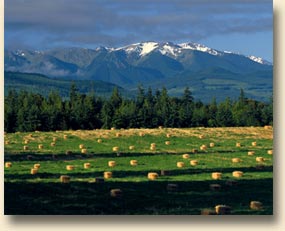 Sequim Hayfield