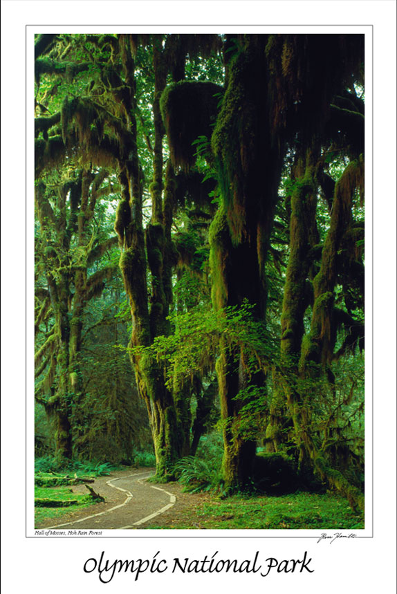 Hoh Hall of Mosses 12x18 Poster