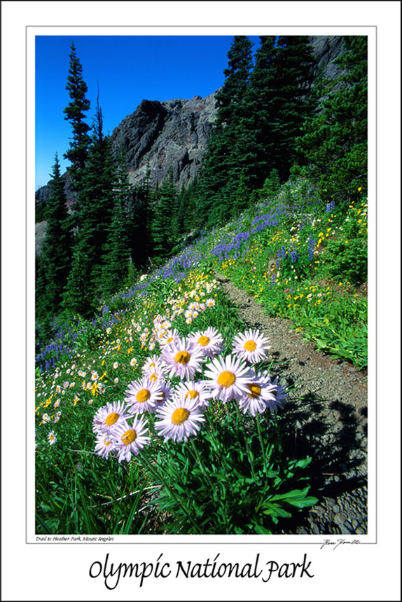 Mount Angeles Meadow 12x18 Poster