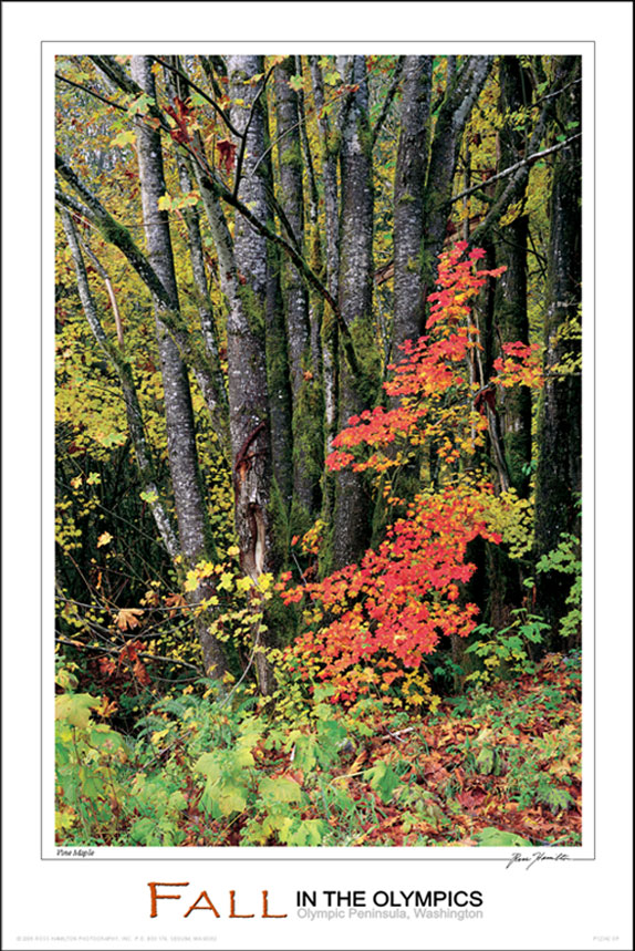 The Seasons, Fall 12x18 Poster